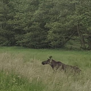 Wildlife Safari im kleinen Gruppenformat in Stockholm 17