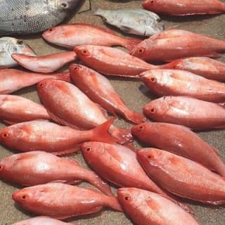 Half-Day Fishing Trip in Fort Lauderdale 3