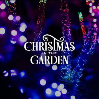 Christmas in the Garden at the Fort Worth Botanic Garden 1