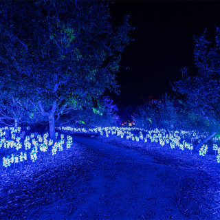 Christmas in the Garden at the Fort Worth Botanic Garden 4