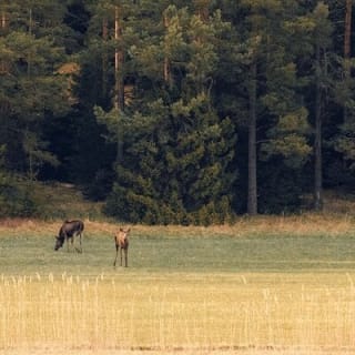 Wildlife Safari im kleinen Gruppenformat in Stockholm 20