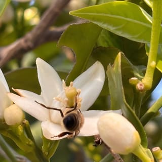 Soller Valley Walk with Orange Farm Visit 47