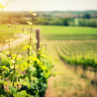 Visita a una bodega de vi espumós de qualitat + maridatge a triar 1