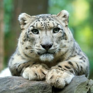 Central Park Zoo: Total Experience 1