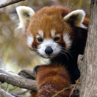 Central Park Zoo: Total Experience 2