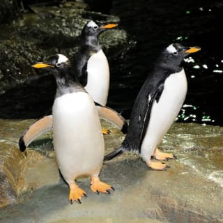 Central Park Zoo: Total Experience 3