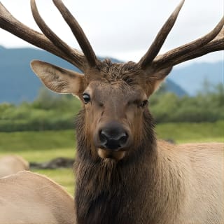 Alaska Wildlife Tour 4
