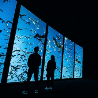 Oceanário de Lisbonne 6