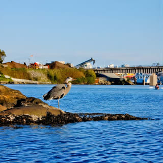 Victoria Harbour Kayak Tour 4