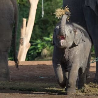 Taronga Zoo Sydney: biglietto d'ingresso + traghetto di ritorno 19