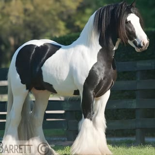 Visita a pie a la Granja de caballos Gypsy Gold 1