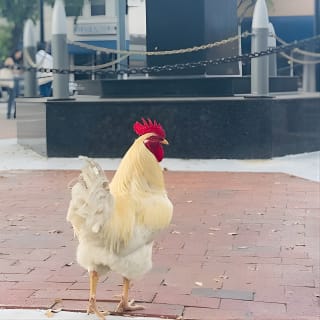 Miami's Most Authentic Walking Tour of Little Havana 3