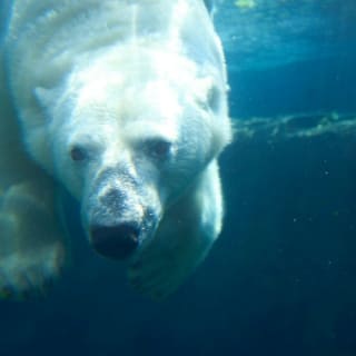 Wilder Institute's Calgary Zoo: Entry Ticket 4