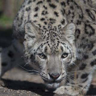Central Park Zoo: Total Experience 7
