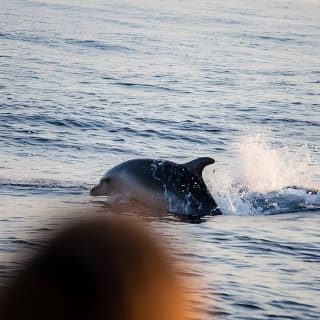 Bootsausflug bei Sonnenaufgang auf Mallorca mit Delfinbeobachtung 15
