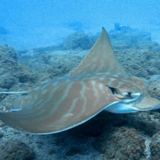 Los Cristianos: Esnórquel en un Arrecife de Lava 2