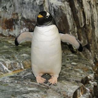 Central Park Zoo: Total Experience 8