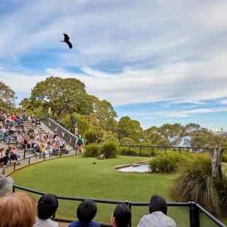 Taronga Zoo Sydney: biglietto d'ingresso + traghetto di ritorno 30