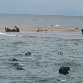 Scroby Sands Seal Watching 1