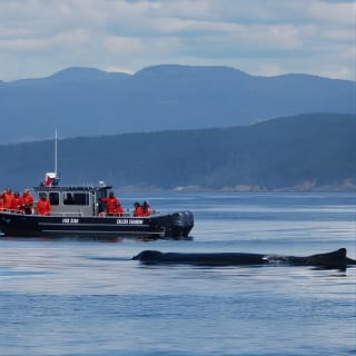 Ultimate Marine Whale & Wildlife Tour 3