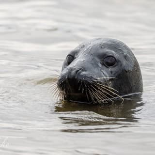 Scroby Sands Seal Watching 2
