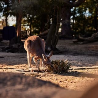 Taronga Zoo Sydney: biglietto d'ingresso + traghetto di ritorno 35