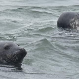 Scroby Sands Seal Watching 6