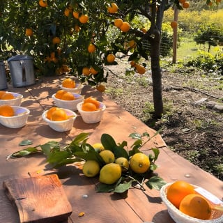 Soller Valley Walk with Orange Farm Visit 48