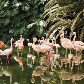 Loro Parque: Entrada 9