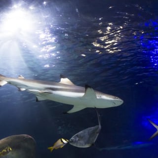 SEA LIFE München 5