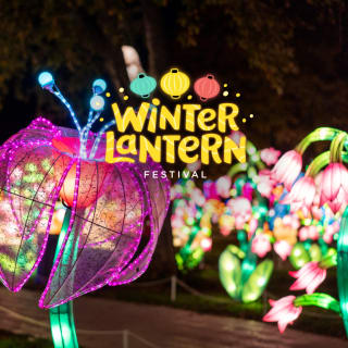 Winter Lantern Festival - Washington DC 2