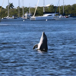 Dolphin and Sightseeing Tiki Cruise 6