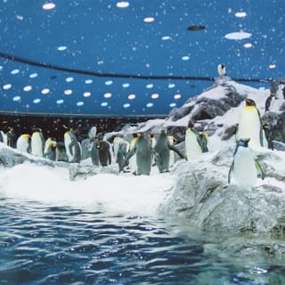 Loro Parque: Entrada 12