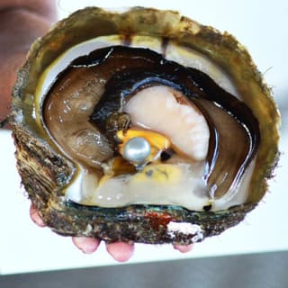 Live Pearl Harvest Experience - Perth 2