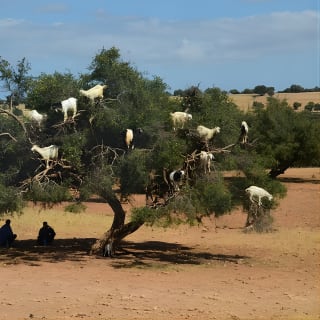 Depuis Marrakech : Excursion d'une journée à Essaouira 17