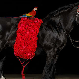 Visita a pie a la Granja de caballos Gypsy Gold 2