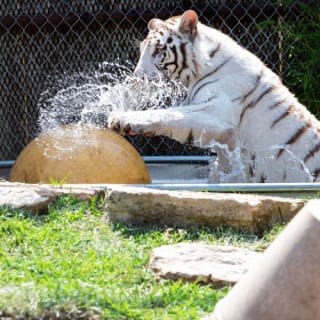 Austin Zoo 2