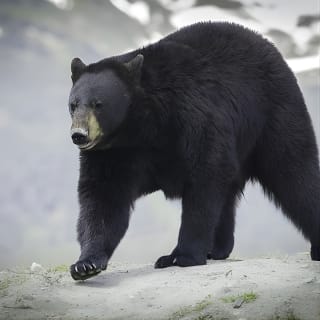 Alaska Wildlife Tour 5