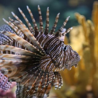 Ripley's Aquarium Myrtle Beach: Entry Ticket 6
