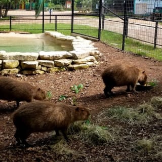 Austin Zoo 5