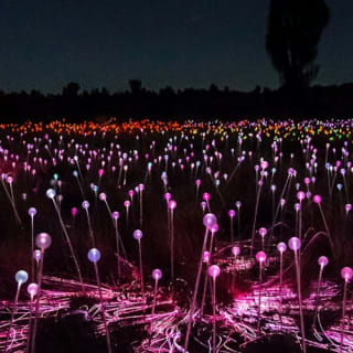 Field of Light Uluru: General Admission + Transfer 2