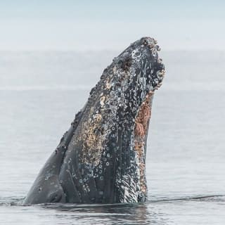 Whale Watching Tour in a Zodiac Boat in Victoria 2