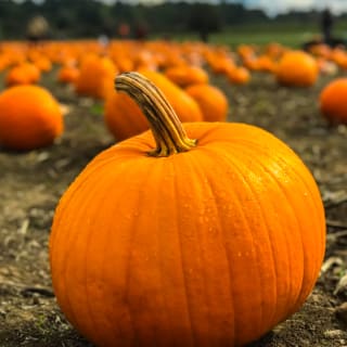 Prepárate para Halloween 6 1