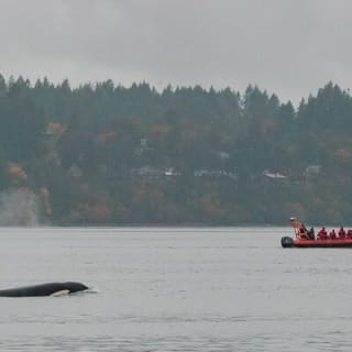 Whale Watching Tour in a Zodiac Boat in Victoria 4