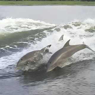 Savannah to Tybee Island with Dolphin Cruise 5