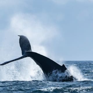 Whale Watching Tour in a Zodiac Boat in Victoria 10
