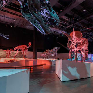 Museo di Storia Naturale di Houston 3