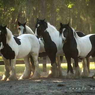 Visita a pie a la Granja de caballos Gypsy Gold 3