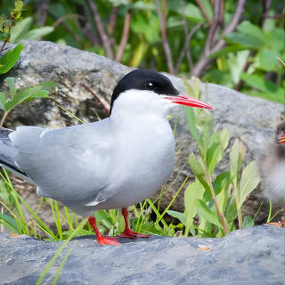 Alaska Wildlife Tour 6