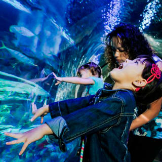 Entrada al acuario SEA LIFE Dallas 3